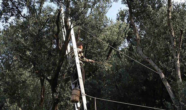Artvin'de üstün lezzet ödüllü Butko zeytininin hasadı başladı