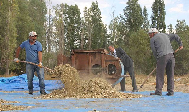 Ata tohumu fasulyeler geleneksel yöntemlerle üretiliyor