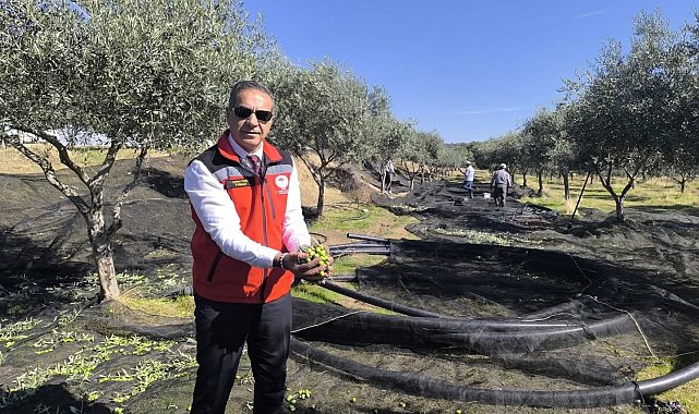 Aydın, zeytincilikte Türkiye'nin zirvesinde