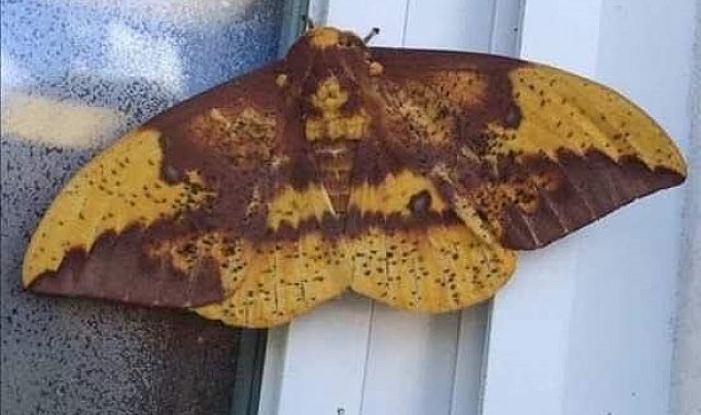 Aydın'da kelebeğin sırtındaki insan silüeti dikkat çekti