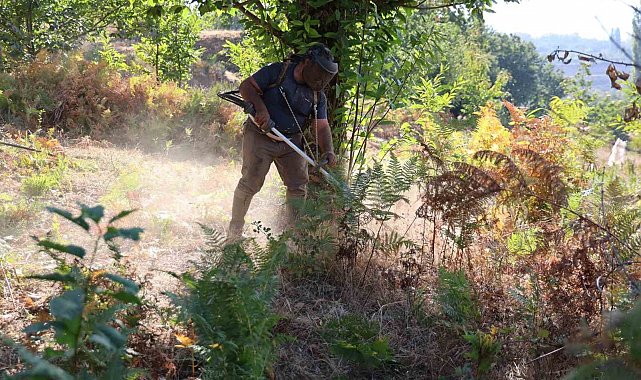 Aydın'da kestane hasat sezonu için hazırlıklar başladı