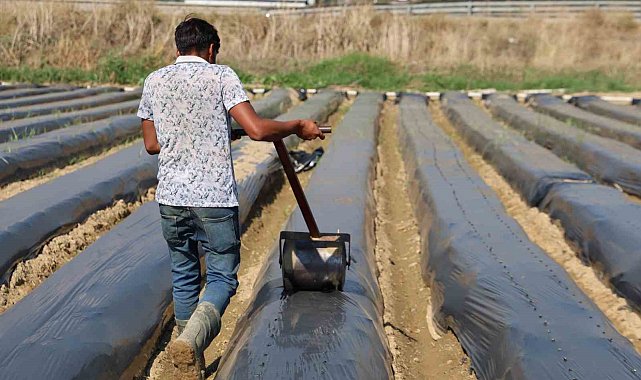 Aydın'da kış çileği hazırlıkları başladı