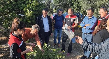 Aydın'da sakız ağacı üretimi yaygınlaştırılacak