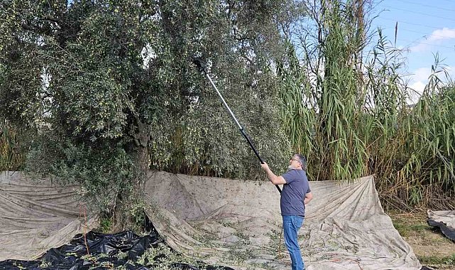 Aydın'da yağışların ardından zeytin hasadı başladı