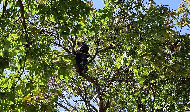 Aydın'ın dağlarında kestane sezonu sona erdi