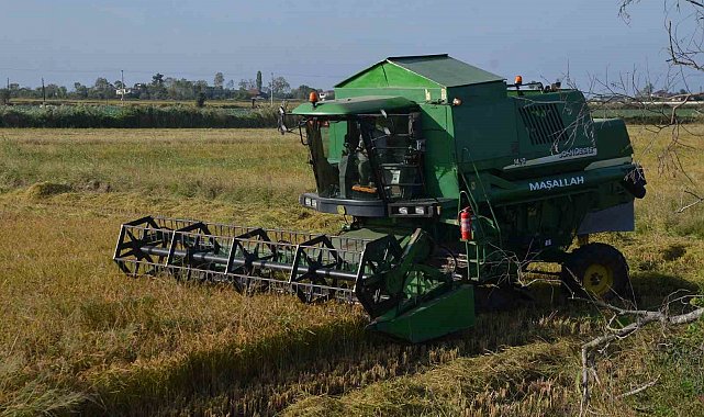 Bafra Ovası'nda çeltik hasadı yüzleri güldürüyor