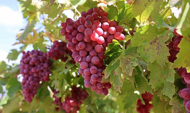 Bağ bozumunda rekor: 4 kilo üzüm salkımı