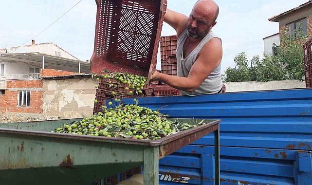Balıkesir'de elekler kuruldu yeşil zeytin hasadı başladı