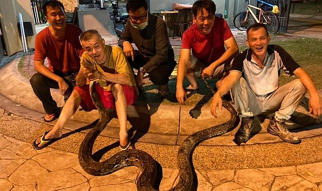 Bangkok'ta yılda 30 binden fazla yılan yakalanıyor