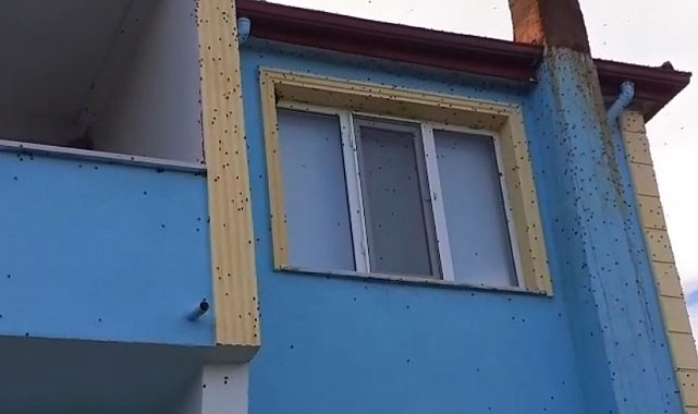 Bartın'da kahverengi kokarca istilası kabusa dönüştü