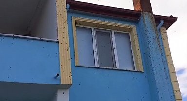 Bartın'da kahverengi kokarca istilası kabusa dönüştü