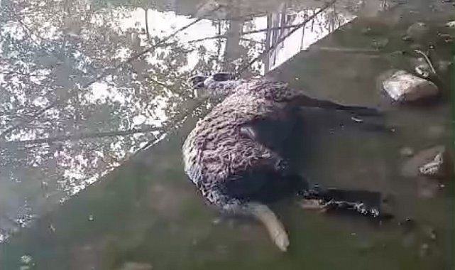 Başıboş köpekler koyunları telef etti