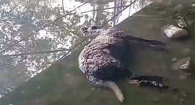 Başıboş köpekler koyunları telef etti