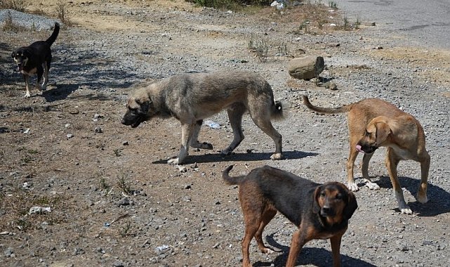 Başıboş köpekler yaban hayatı ve trafik güvenliğini tehdit ediyor
