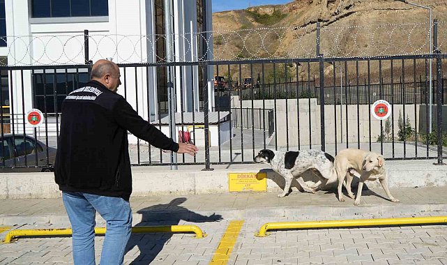 Başıboş sokak köpekleri toplanarak barınağa götürüldü