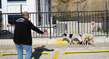 Başıboş sokak köpekleri toplanarak barınağa götürüldü