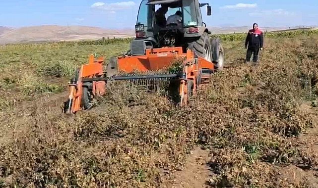 Bayburt'ta beyaz fasulye üretimi 3 bin dekara ulaştı