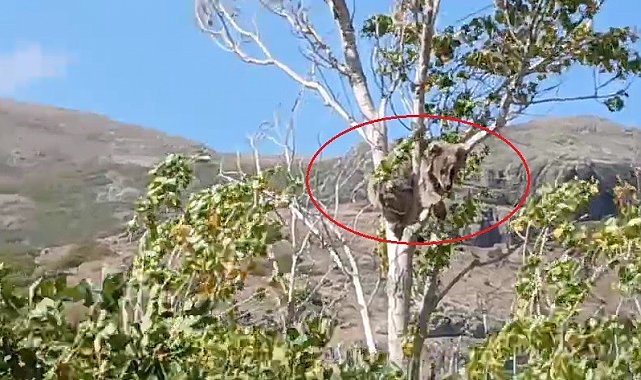 Bayburt'ta bir köyü alarma geçirmişti: Köpeklerden kaçan yavru ayı bu kez ağaç üstünde görüldü