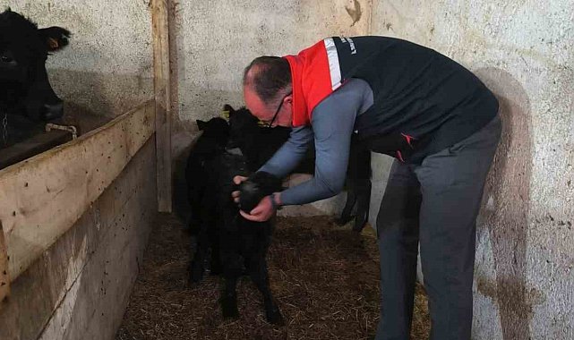 Bayburt'ta etçi ırk damızlık hayvan kontrolleri yapıldı