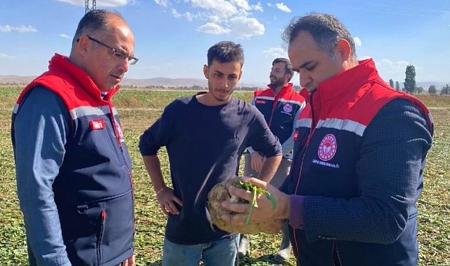 Bayburt'ta şeker pancarı sökümü başladı