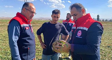 Bayburt'ta şeker pancarı sökümü başladı
