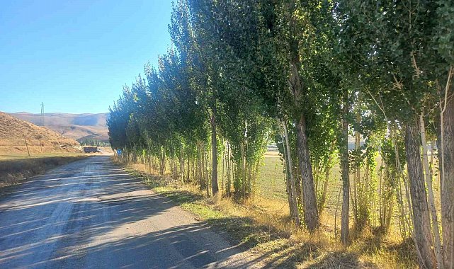 Bayburtlu vatandaştan DSİ'ye tepki: "Hiçbir gerekçe göstermeden fidanlarımızı katletmek istiyorlar"