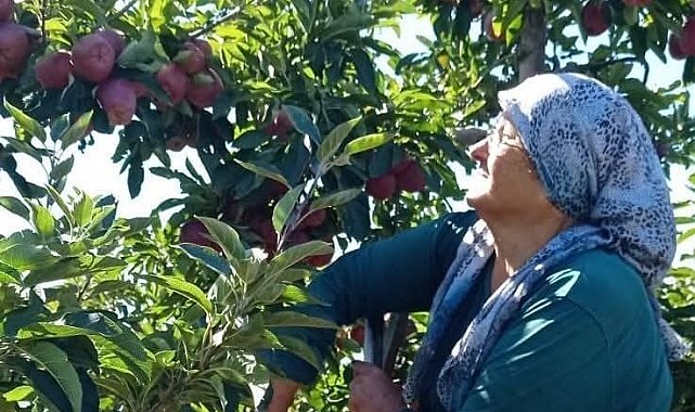 Beyşehir'in elma deposu mahallesinde hasat mesaisi sürüyor