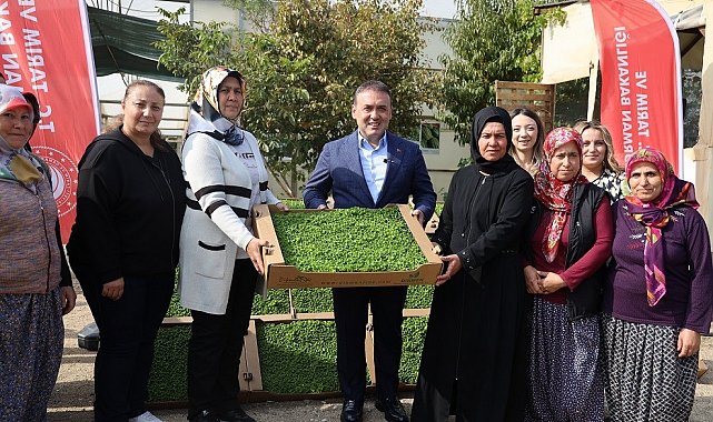 Bilecik'te tarıma can suyu: 926 bin marul fidesi toprakla buluştu