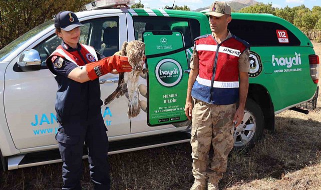 Bingöl'd yaralı kartal tedavi altına alındı