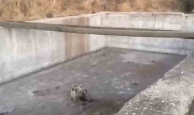 Bingöl'de sulama havuzuna düşen yavru ayı kurtarıldı