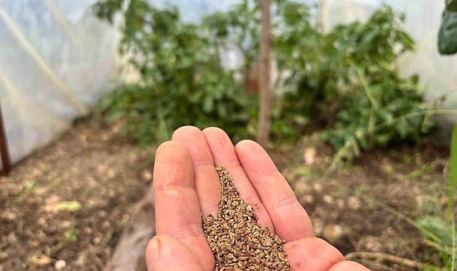 Bir balkonun bereketi, ülkenin umudu oldu