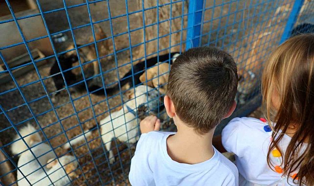 Bodrum Belediyesi sokaklardaki dostlarının yanında