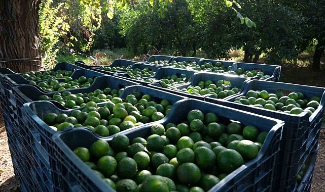 Bodrum'da 72 üreticiden 55 ton yeşil mandalin alındı