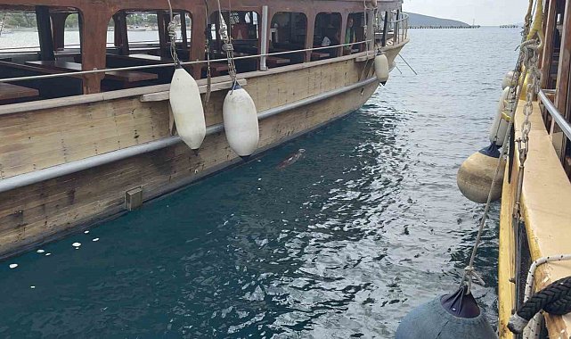 Bodrum'da iskelede fok sürprizi