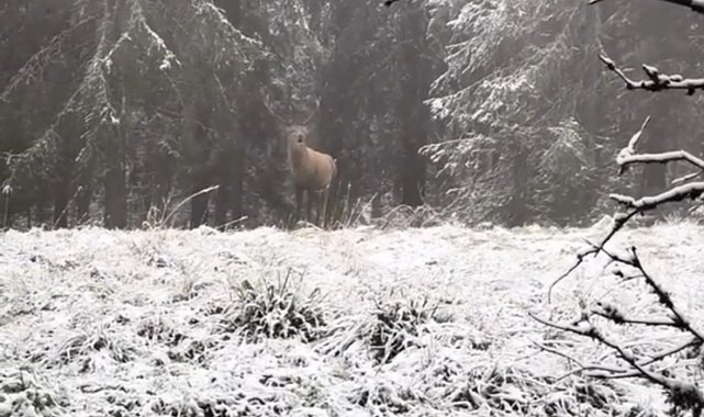 Bolu ormanlarında kızılgeyiğin böğürme anları kameraya yansıdı