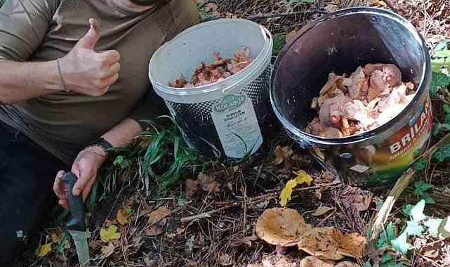 Bolu ormanlarında mantar bereketi: 25 kilo kanlıca topladı