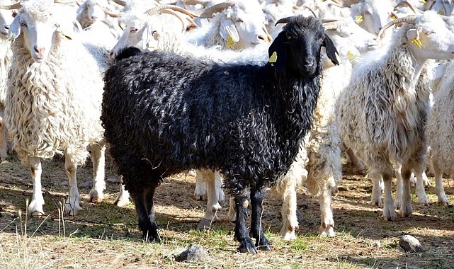 Bolu'da tiftik keçisine 3 milyon liralık destek