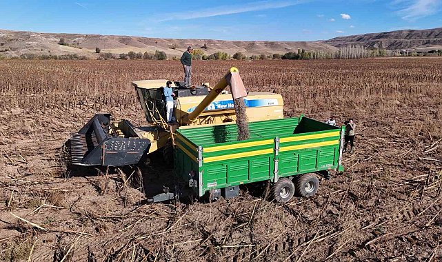 Boynunu eğen günebakanlar, üreticinin yüzünü güldürdü