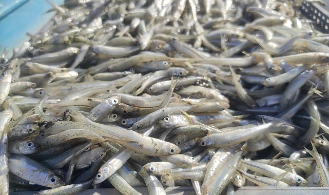 Bozkırın ortasındaki Çekerek'ten Avrupa'ya balık ihracatı