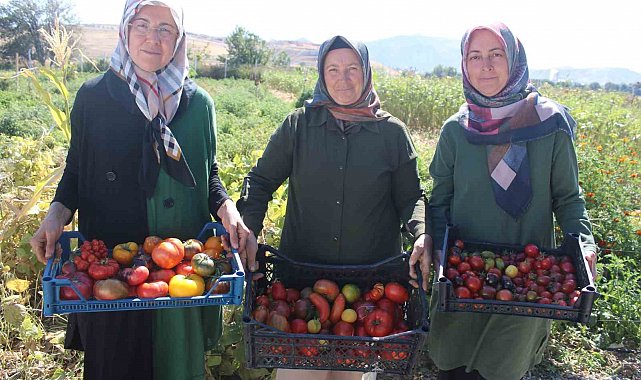 Bu bahçede 55 çeşit domates, 22 çeşit biber üretiliyor