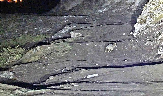 Budaklı kaplıcaları için vahşi hayvan uyarısı