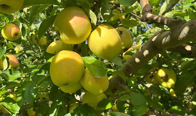 Buldan'da elma hasadı yüz güldürüyor