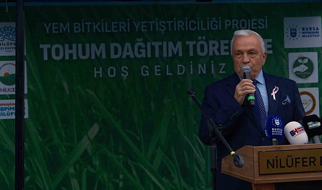 Bursa'da büyükbaşlar İtalyan çimi ile beslenecek