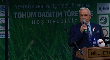 Bursa'da büyükbaşlar İtalyan çimi ile beslenecek