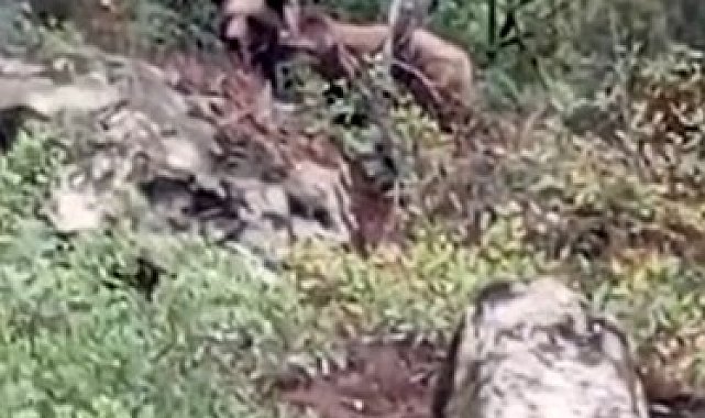 Bursa'da kaymakamlık uyardı: Dikkat ayı çıkabilir