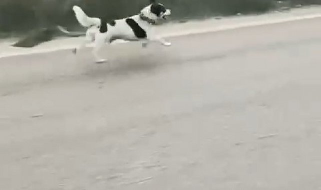 Bursa'da yağmura aldırış etmeden koşan köpek yürekleri burktu