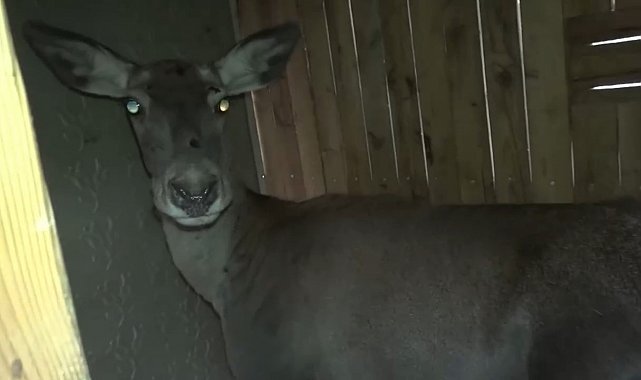 Bursa'daki 3 kızıl geyik, doğal yaşam alanına kavuştu