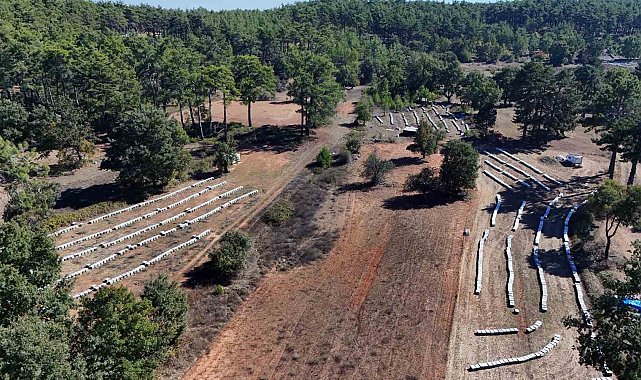 Çam balında rekolte sevinci