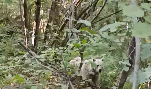 Çamlıhemşin'de ilk kez beyaz ayı görüntülendi