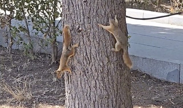 Çanakkale'de milli parkta yaşayan sincaplar isimlerini Troya'nın efsanelerinden aldı